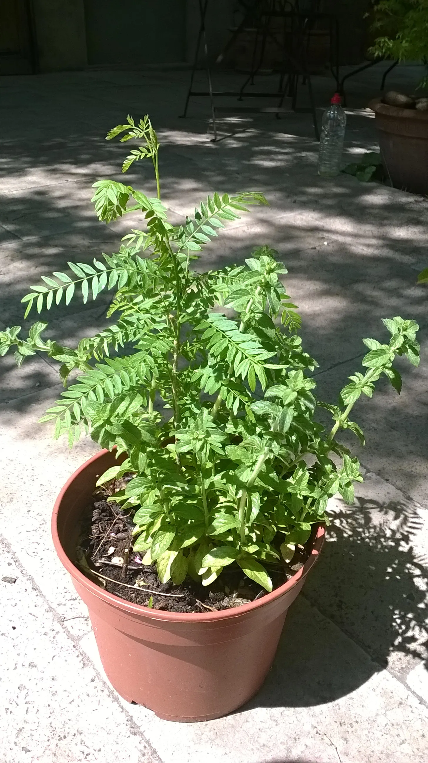 Honey Locust (Gleditsia Triacanthos Inermis) — maintaining a generally rounded form; offering seasonal interest in residential or urban landscapes, image 94