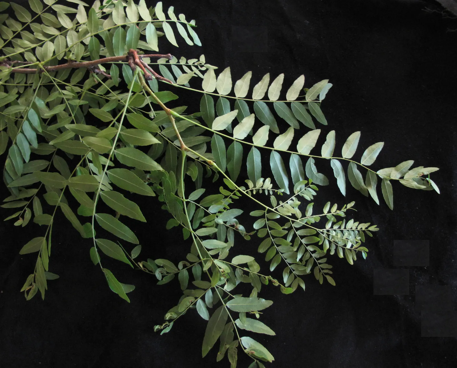 Honey Locust (Gleditsia Triacanthos Inermis) — twisted seed pods in the fall; maintaining a generally rounded form, image 77