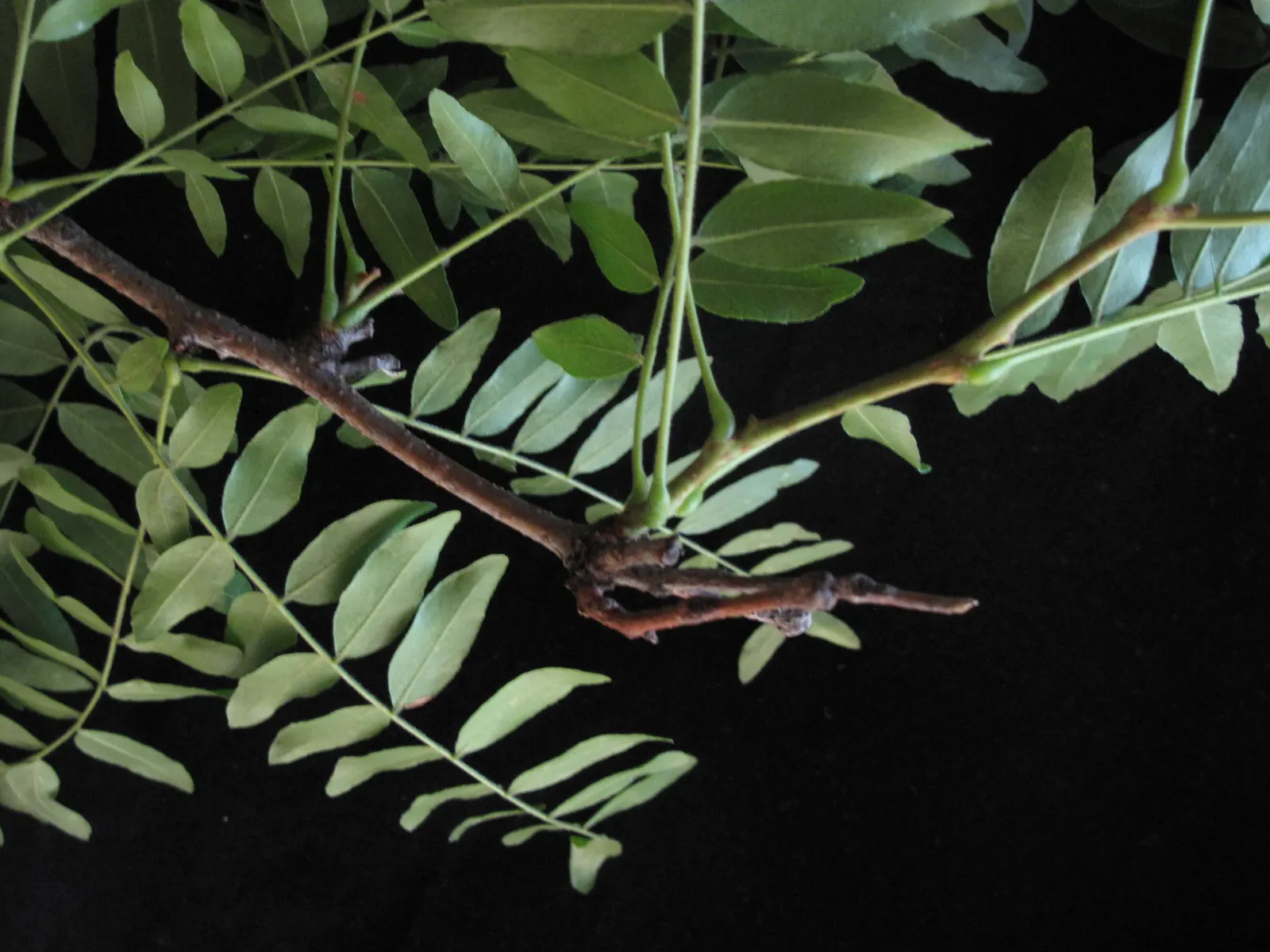 Honey Locust (Gleditsia Triacanthos Inermis) — The tree reaches a mature height of 30 to 70 feet; frequently increasing in height by more than 24, image 66
