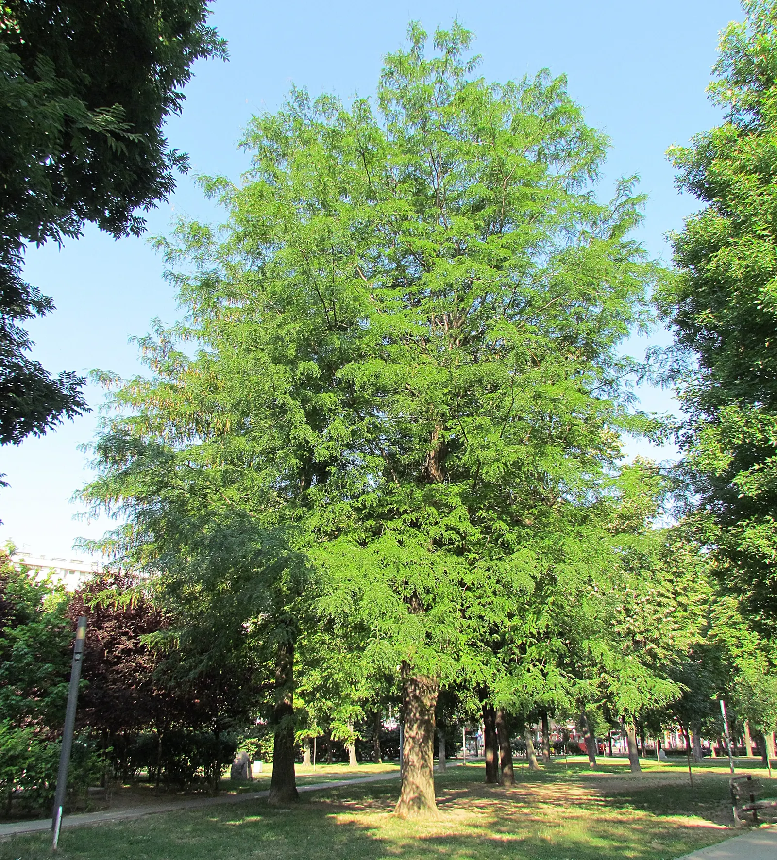 Honey Locust (Gleditsia Triacanthos Inermis) — open canopy and filtered shade; 'Gleditsia triacanthos inermis,' is a fast-growing deciduous tree, image 60