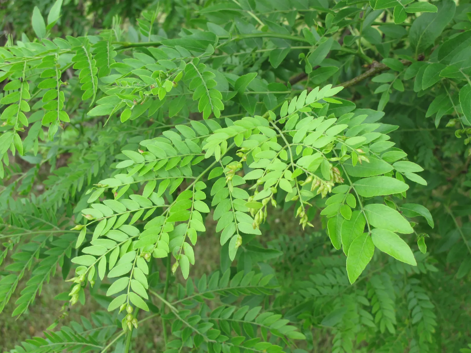 Honey Locust (Gleditsia Triacanthos Inermis) — tree for full or half; greenish-yellow flowers bloom in late spring, image 104