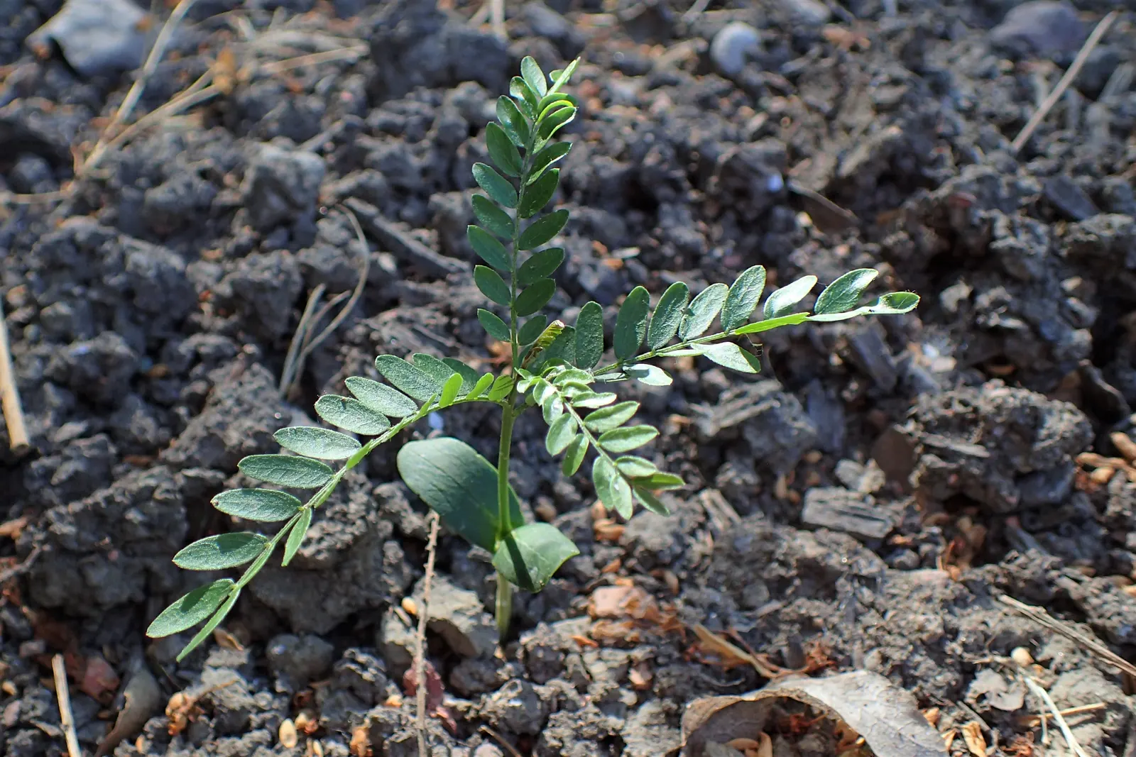 Honey Locust (Gleditsia Triacanthos Inermis) — Notable for its drought tolerance once established
