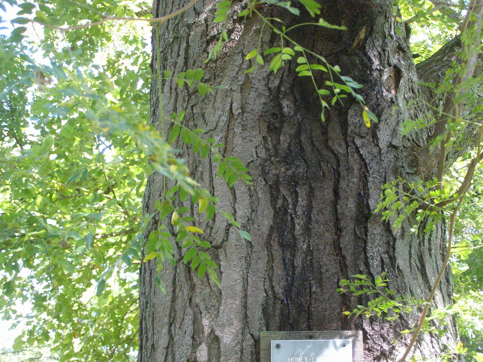 Honey Locust (Gleditsia Triacanthos Inermis) — though they are often inconspicuous
