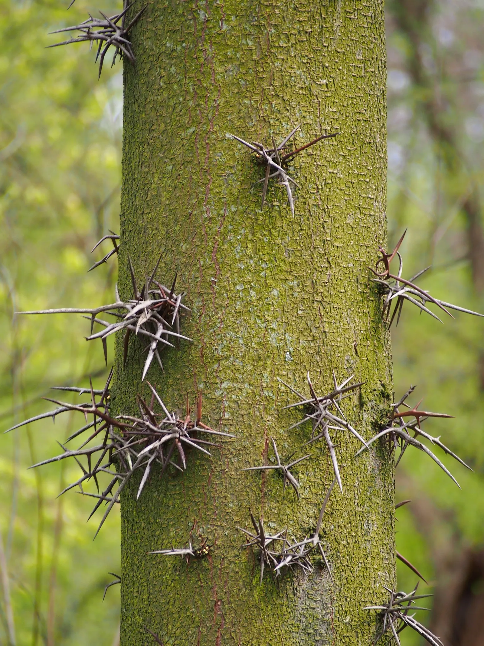 Honey Locust (Gleditsia Triacanthos Inermis) — scientifically referred to as Gleditsia triacanthos inermis; distinguishing it from the species typically armed