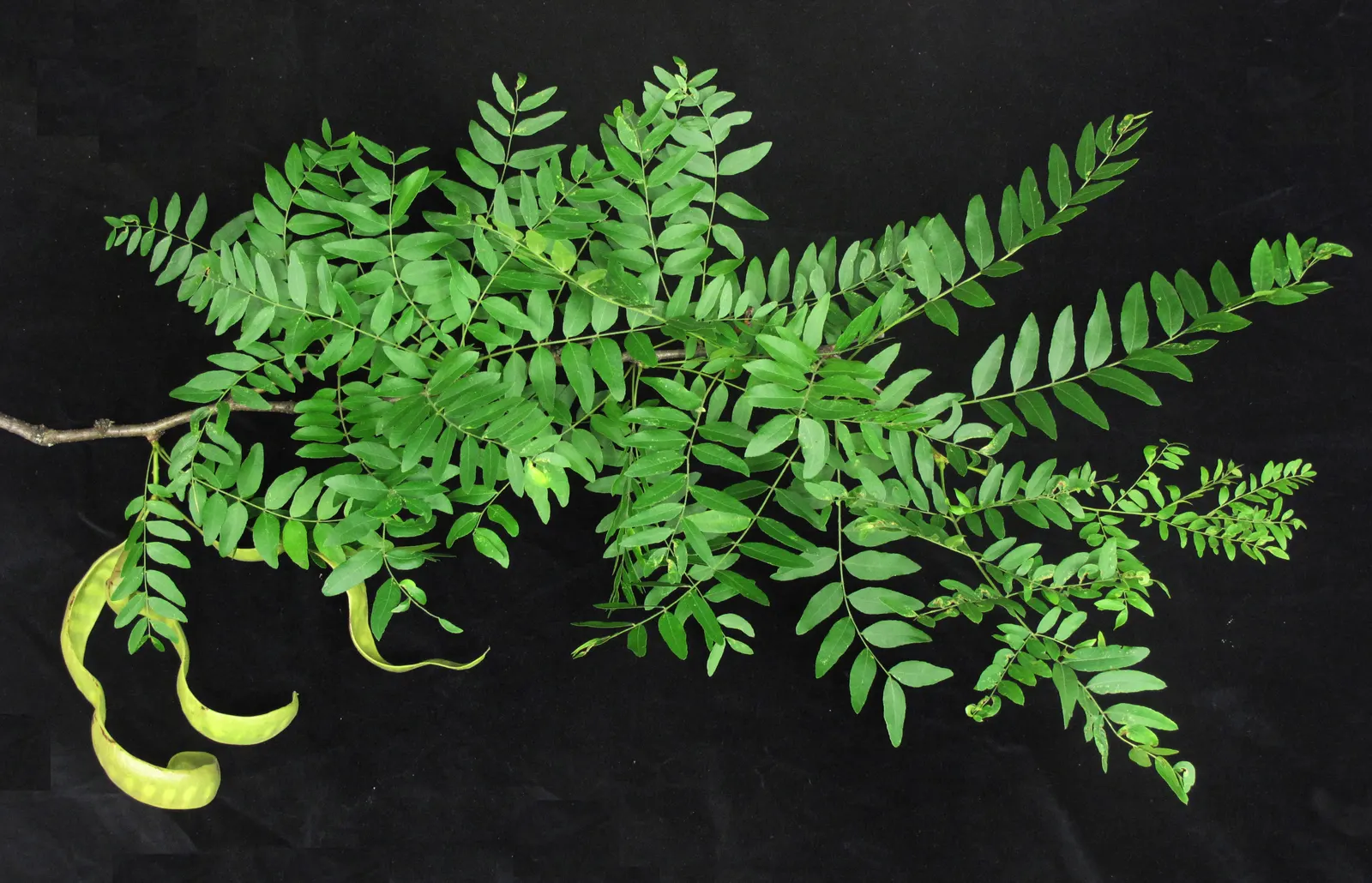 Honey Locust (Gleditsia Triacanthos Inermis) — This low-maintenance species thrives in full sun and tolerates various soil types; turning a, image 106
