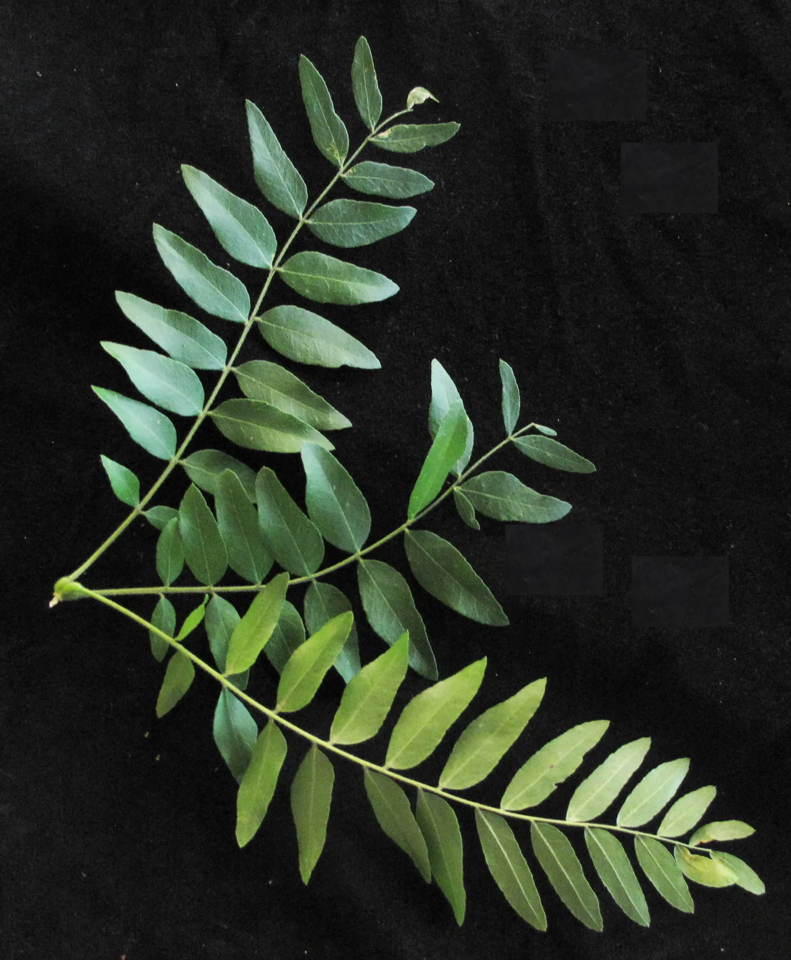 Honey Locust (Gleditsia Triacanthos Inermis) — with a spread of 30 to 50 feet; though they are often inconspicuous