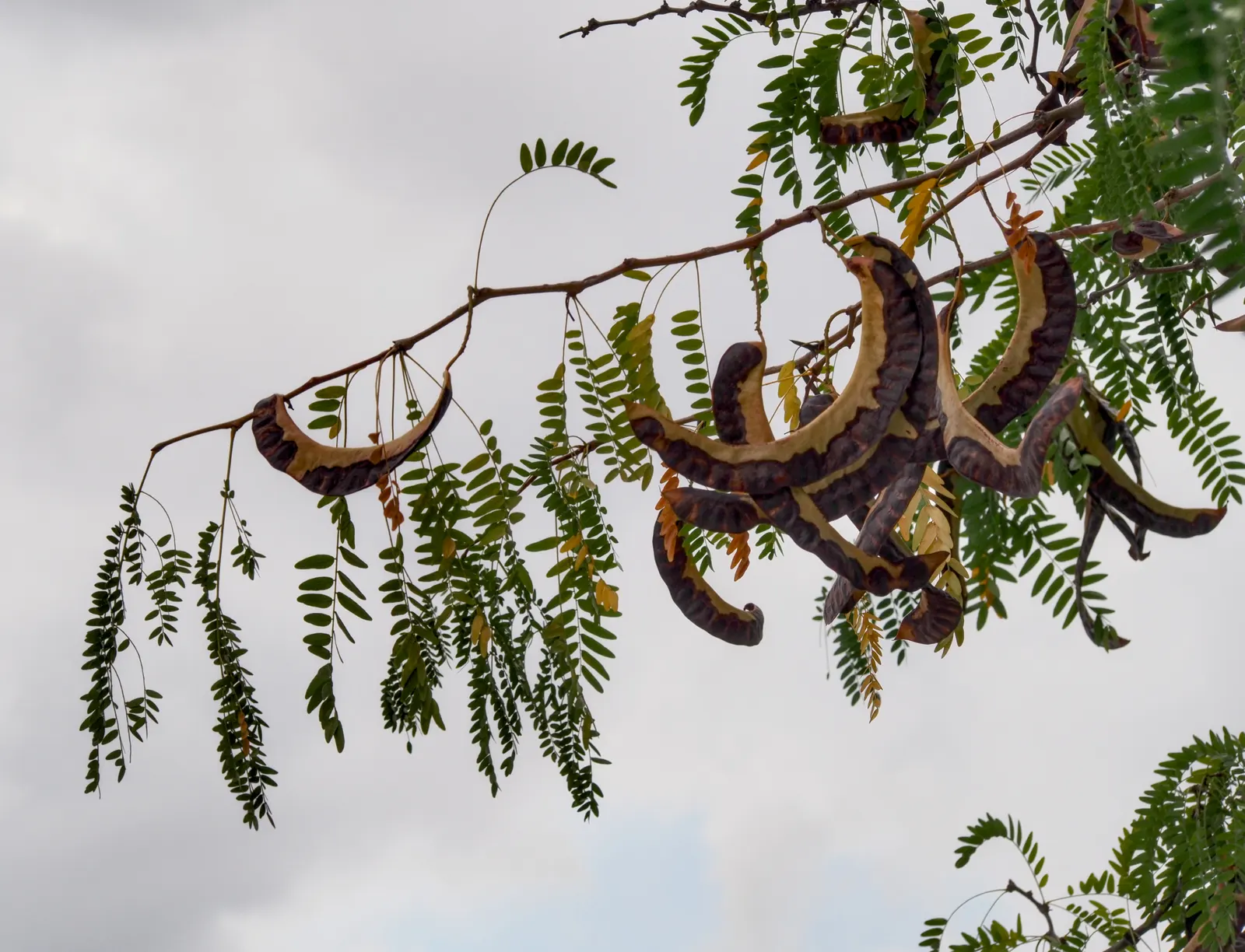 Honey Locust (Gleditsia Triacanthos Inermis) — offering seasonal interest in residential or urban landscapes; scientifically referred to as, image 109