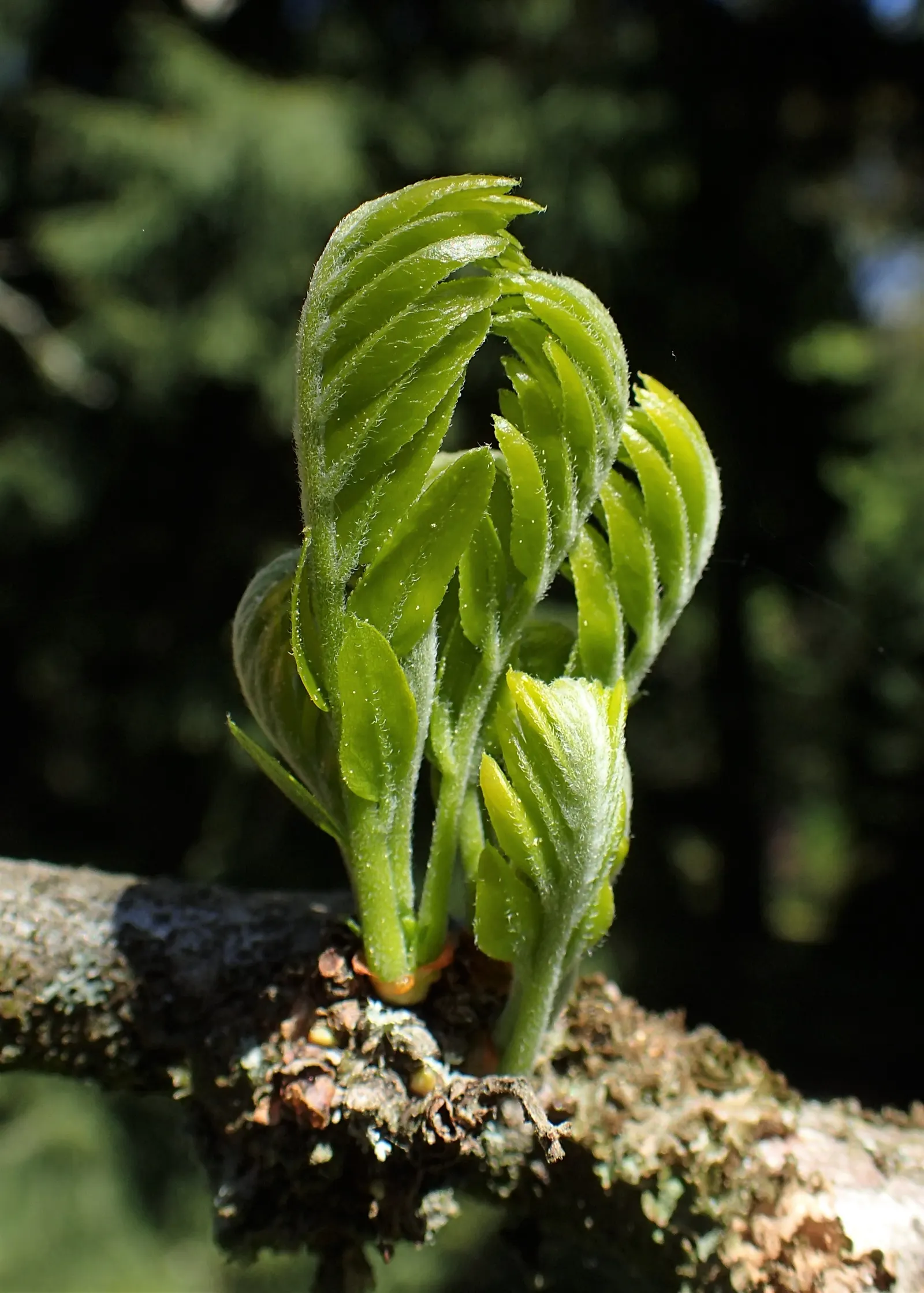 Honey Locust (Gleditsia Triacanthos Inermis) — featuring fragrant spring flowers and twisty seed pods in fall; twisted seed pods in the fall, image 56