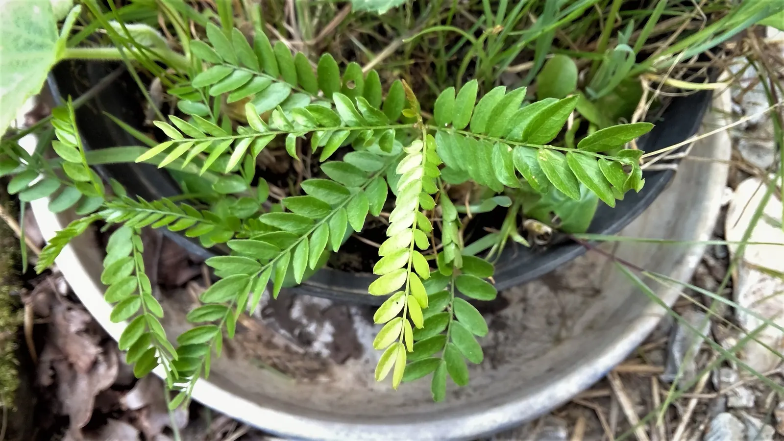 Honey Locust (Gleditsia Triacanthos Inermis) — with a spread of 30 to 50 feet; though they are often inconspicuous, image 93