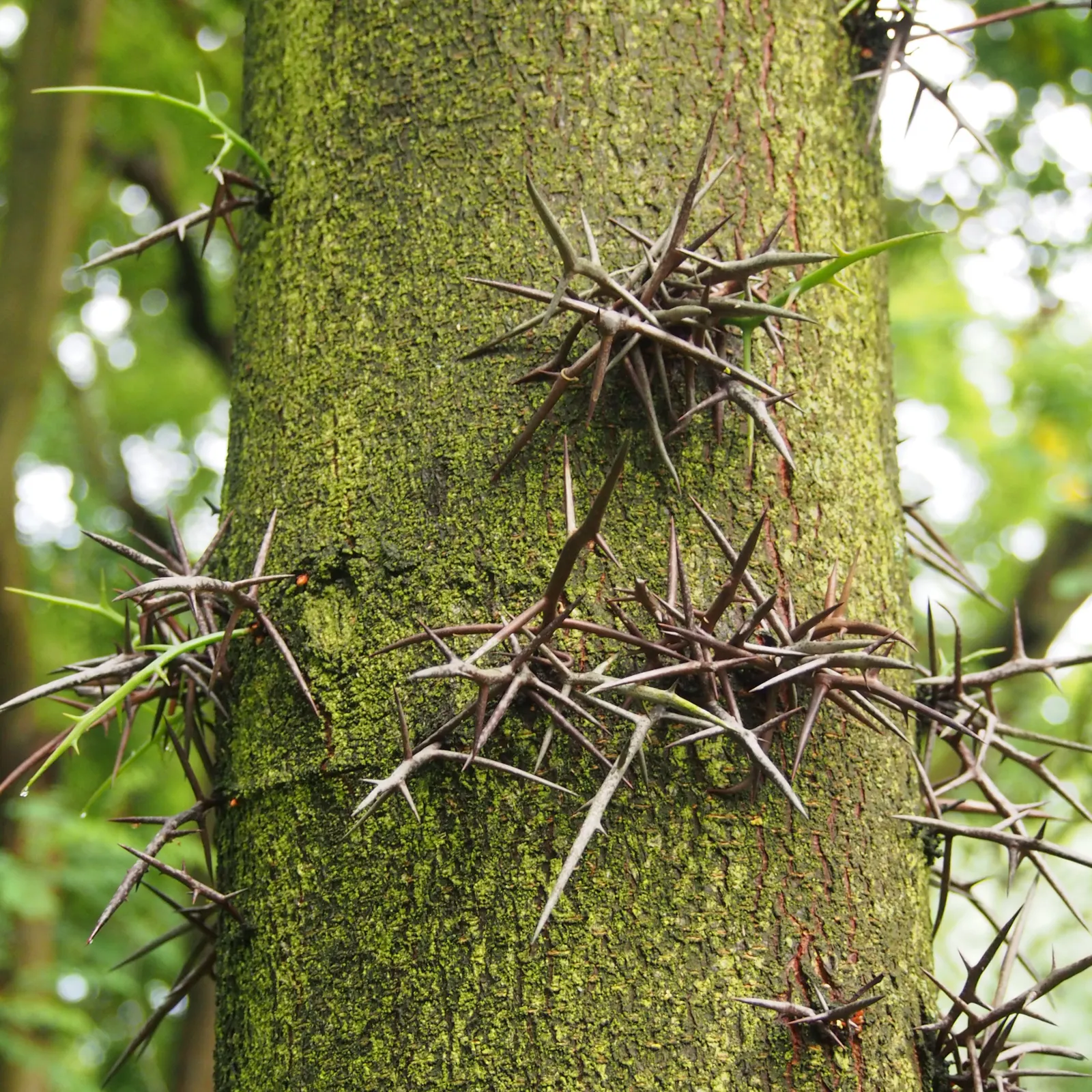 Honey Locust (Gleditsia Triacanthos Inermis) — bipinnate leaves are a vibrant green; with a spread of 30 to 50 feet
