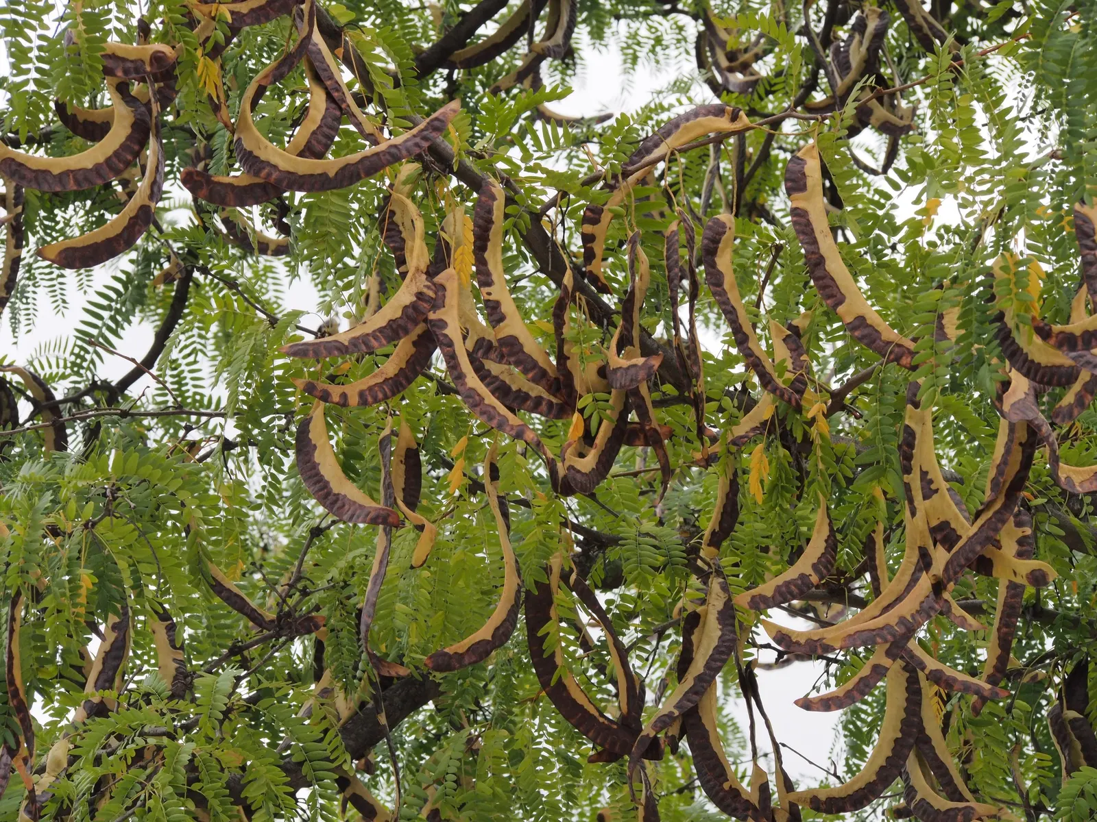 Honey Locust (Gleditsia Triacanthos Inermis) — The tree reaches a mature height of 30 to 70 feet