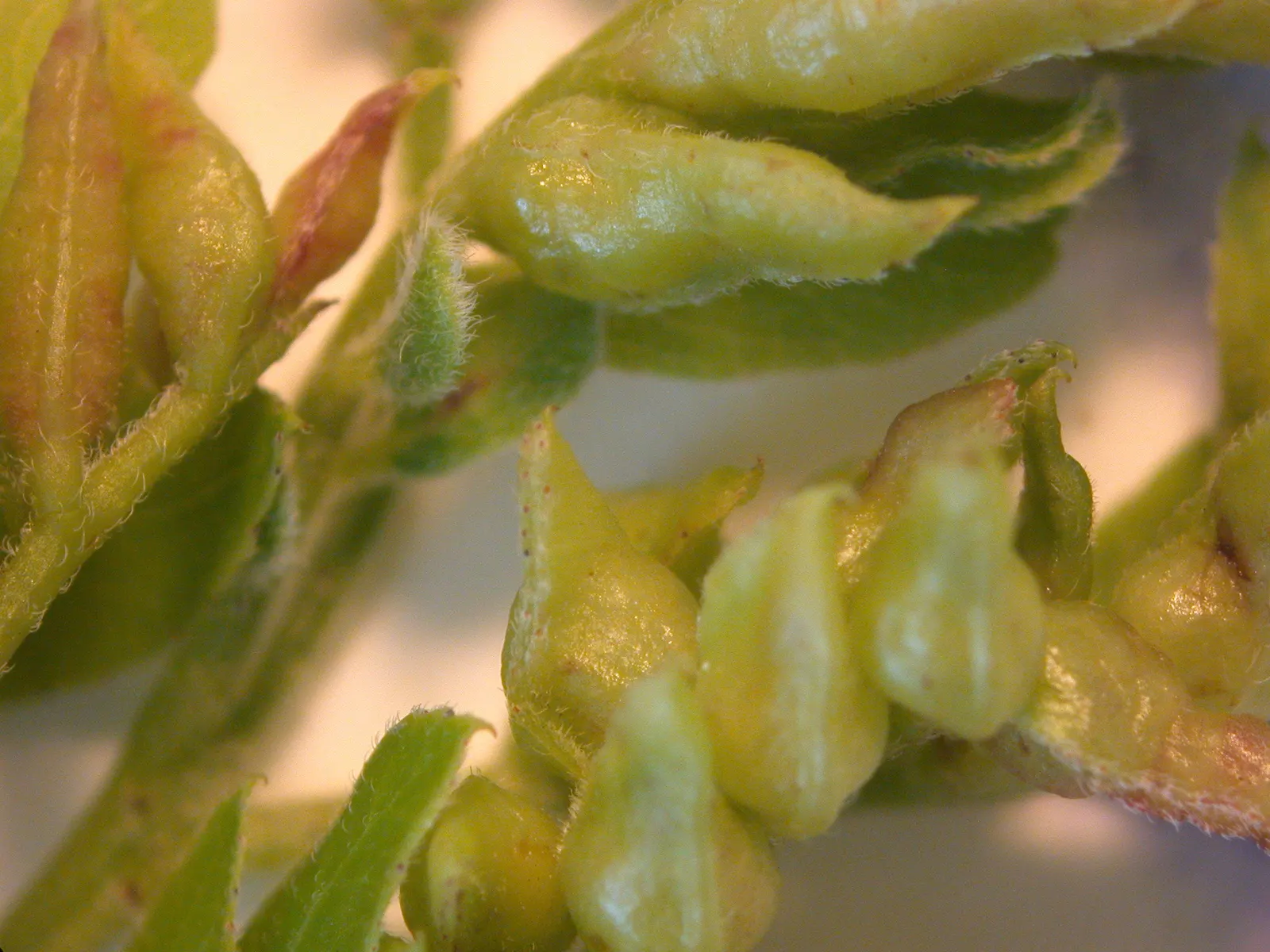 Honey Locust (Gleditsia Triacanthos Inermis) — It boasts small leaflets that create dappled shade and is generally thornless; the Honey Locust, image 81