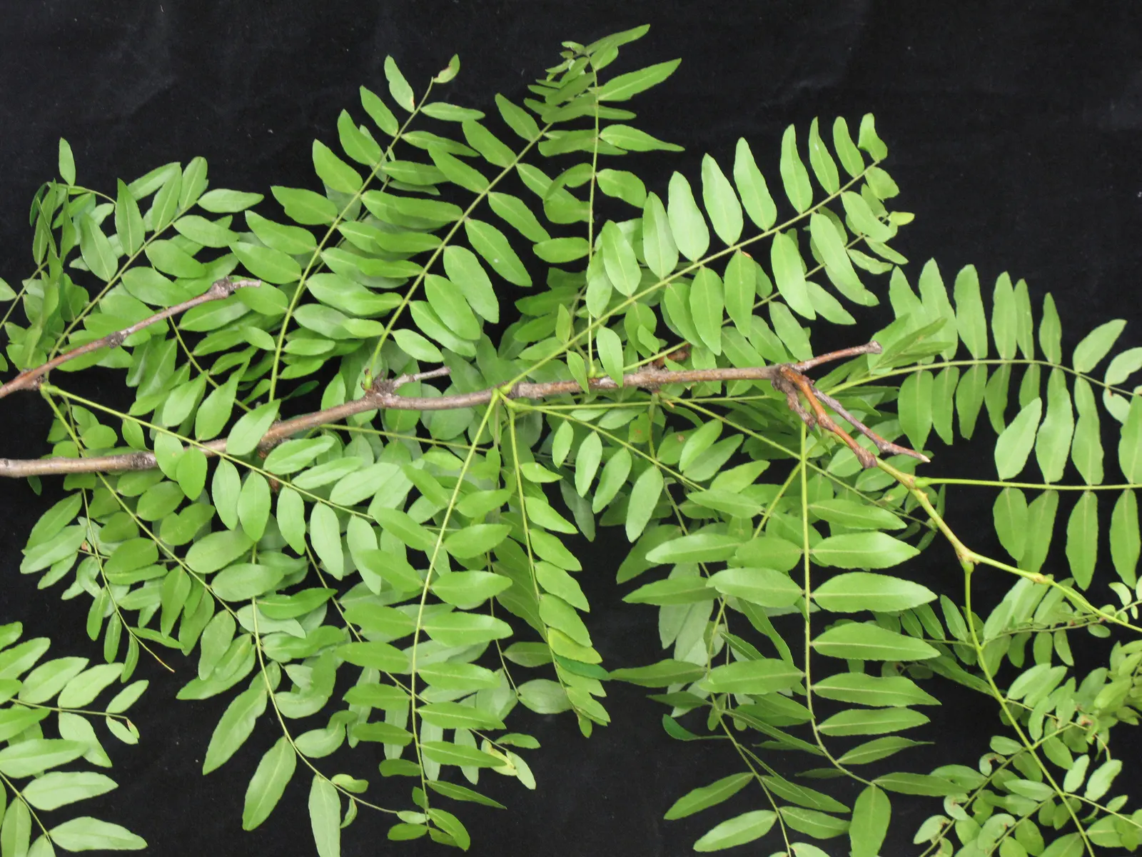 Honey Locust (Gleditsia Triacanthos Inermis) — maintaining a generally rounded form; offering seasonal interest in residential or urban landscapes, image 68