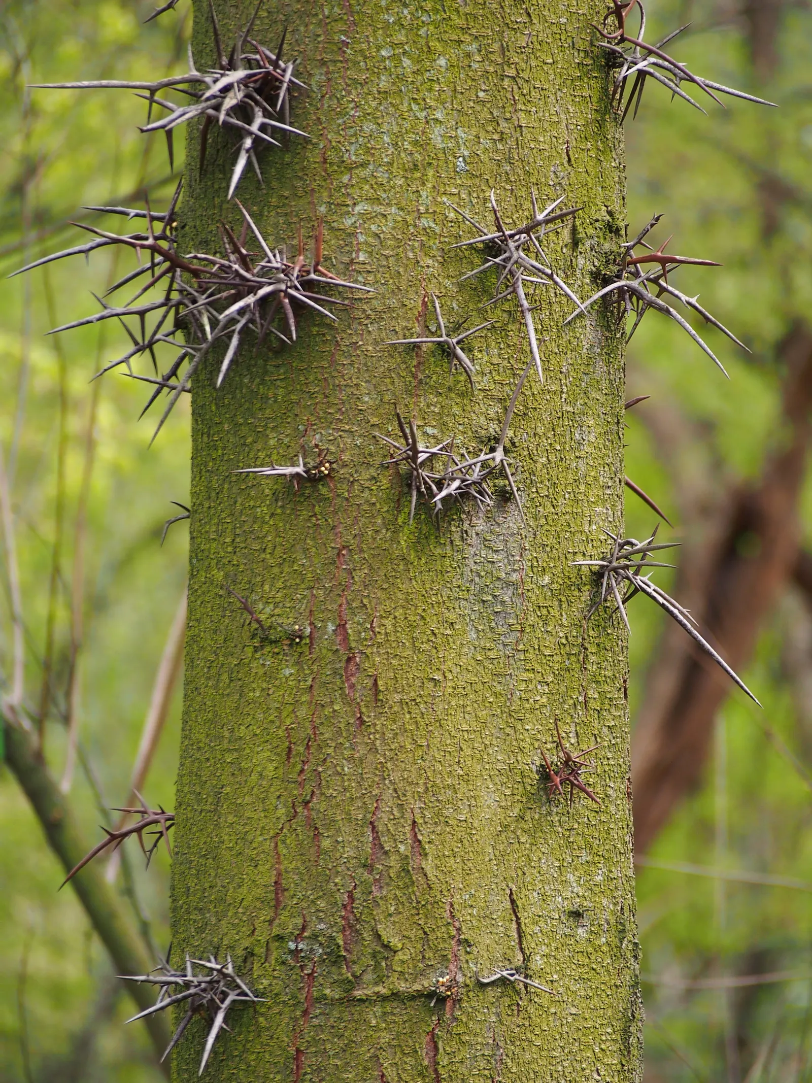 Honey Locust (Gleditsia Triacanthos Inermis) — the Honey Locust tolerates a diverse range of soil conditions including acidic; but it thrives in, image 70
