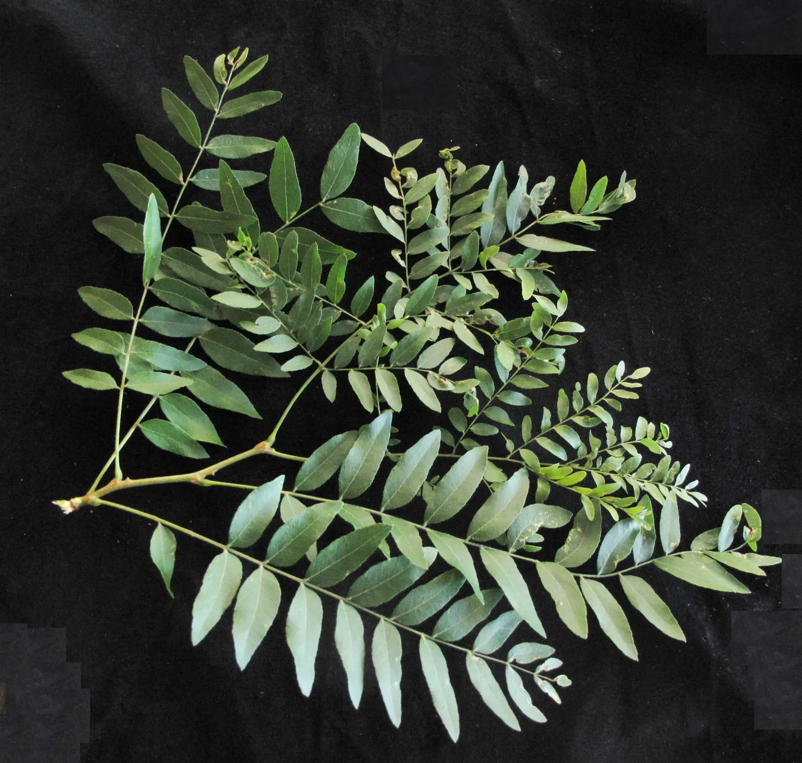 Honey Locust (Gleditsia Triacanthos Inermis) — offering seasonal interest in residential or urban landscapes