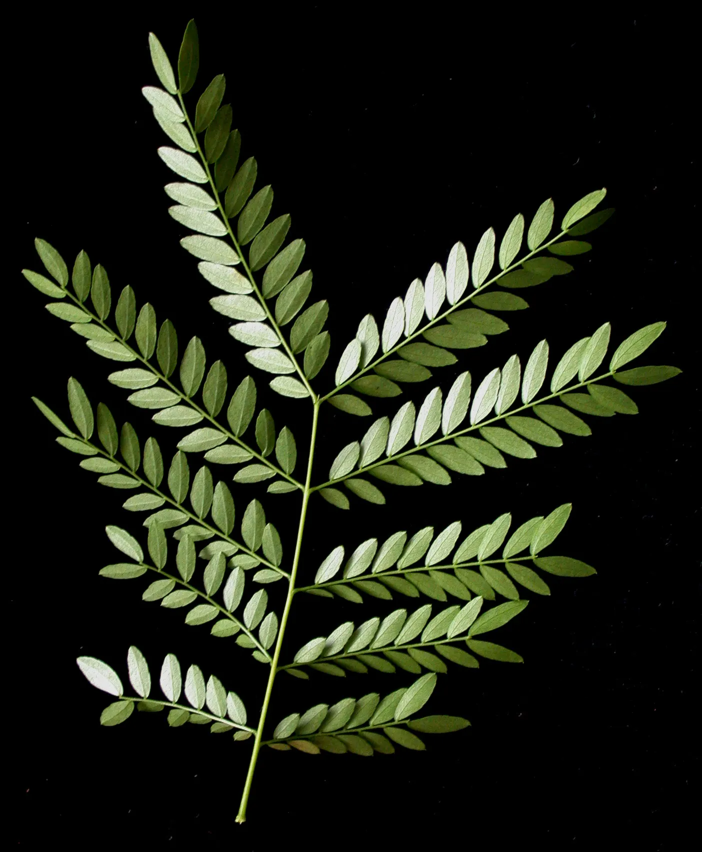 Honey Locust (Gleditsia Triacanthos Inermis) — the tree requires minimal care; the tree reaches a mature height of 30 to 70 feet, image 99