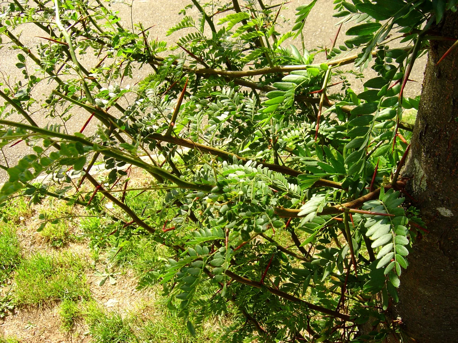 Honey Locust (Gleditsia Triacanthos Inermis) — It boasts small leaflets that create dappled shade and is generally thornless