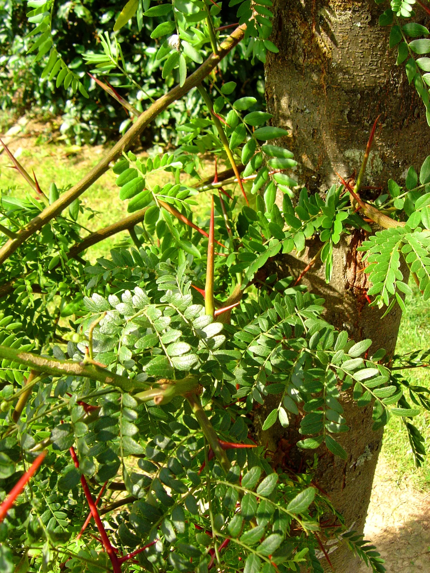 Honey Locust (Gleditsia Triacanthos Inermis) — though they are often inconspicuous; which allows turf and other plantings to thrive beneath it, image 76