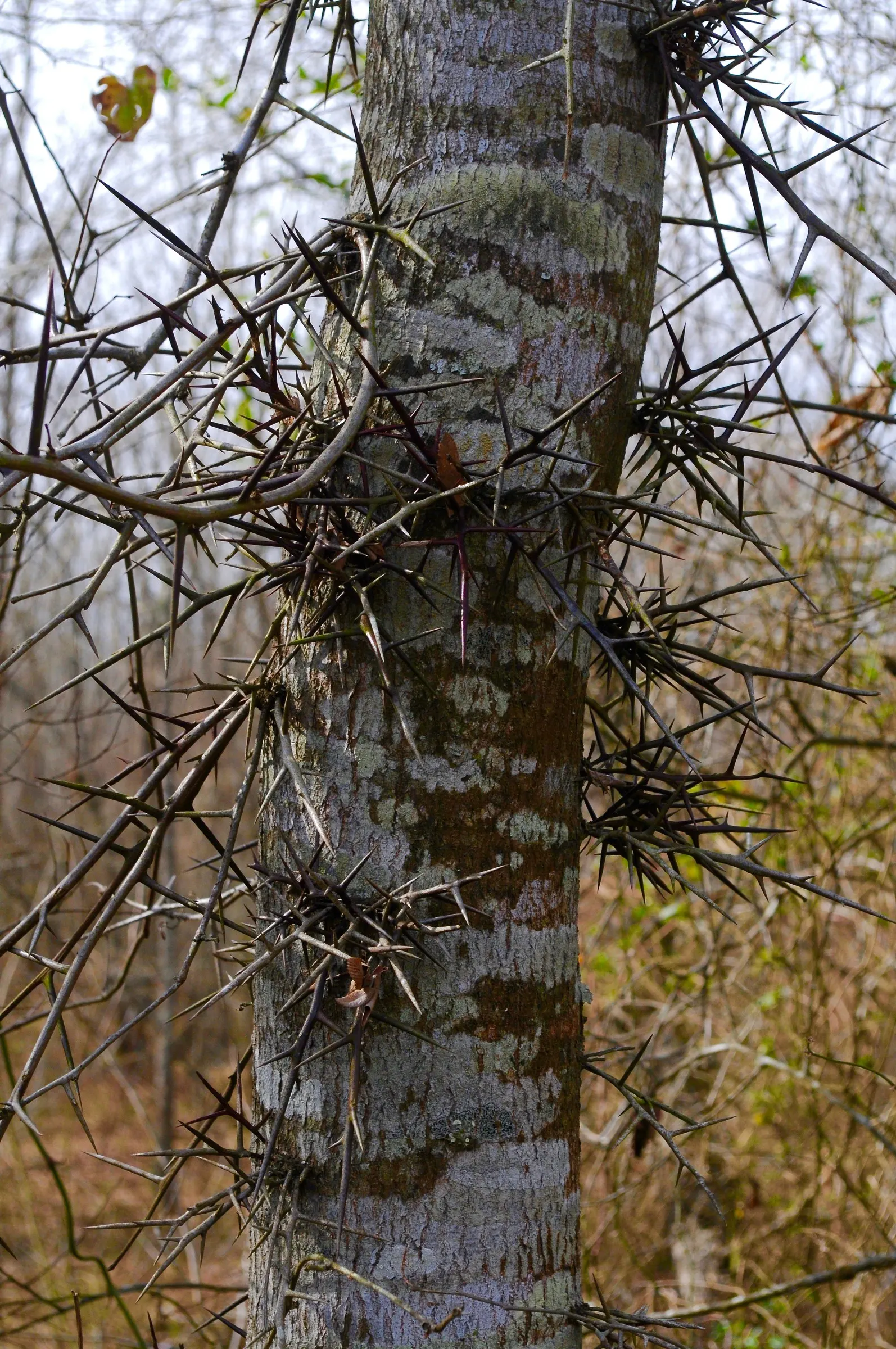 Honey Locust (Gleditsia Triacanthos Inermis) — frequently increasing in height by more than 24 inches annually.<br><br>Adaptable and resilient; adding seasonal