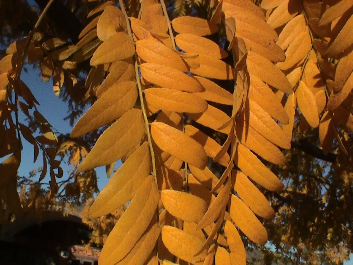 Honey Locust (Gleditsia Triacanthos Inermis) — the tree requires minimal care; the tree reaches a mature height of 30 to 70 feet