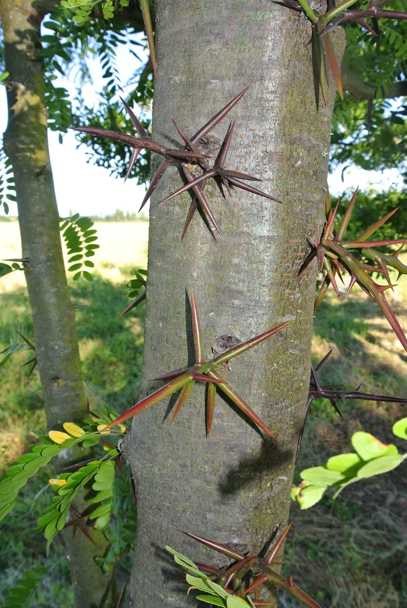 Honey Locust (Gleditsia Triacanthos Inermis) — featuring fragrant spring flowers and twisty seed pods in fall; twisted seed pods in the fall, image 108