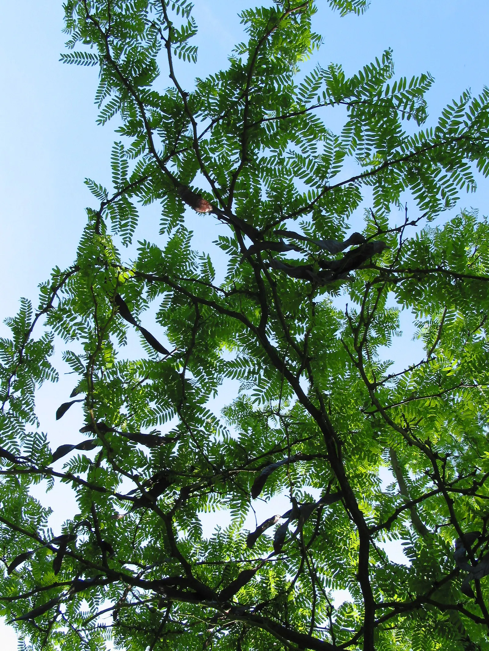 Honey Locust (Gleditsia Triacanthos Inermis) — is a popular deciduous tree known for its distinct; notable for its drought tolerance once, image 59