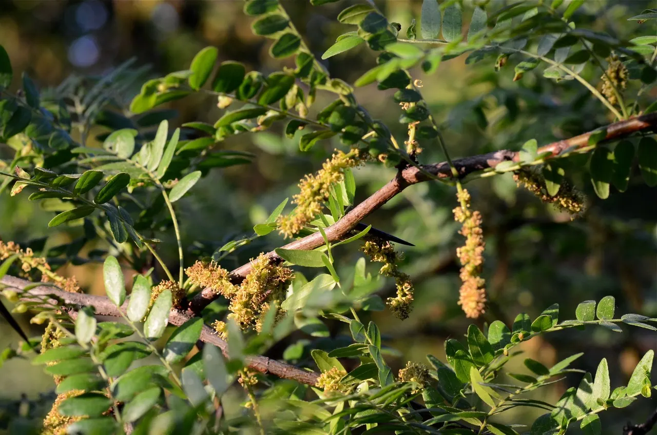 Honey Locust (Gleditsia Triacanthos Inermis) — but it thrives in full sun to partial shade