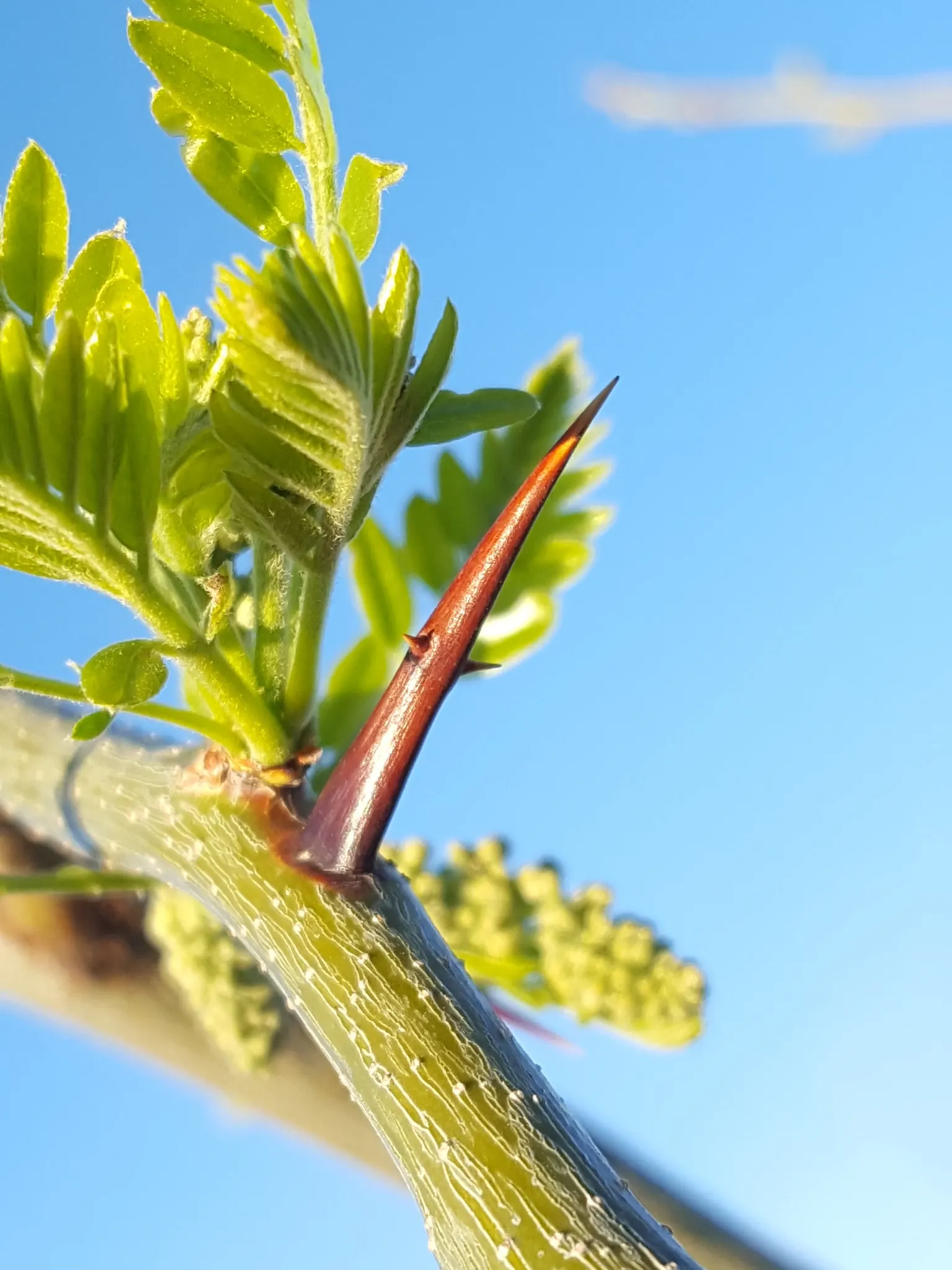 Honey Locust (Gleditsia Triacanthos Inermis) — open canopy and filtered shade; 'Gleditsia triacanthos inermis,' is a fast-growing deciduous tree reaching 30-70