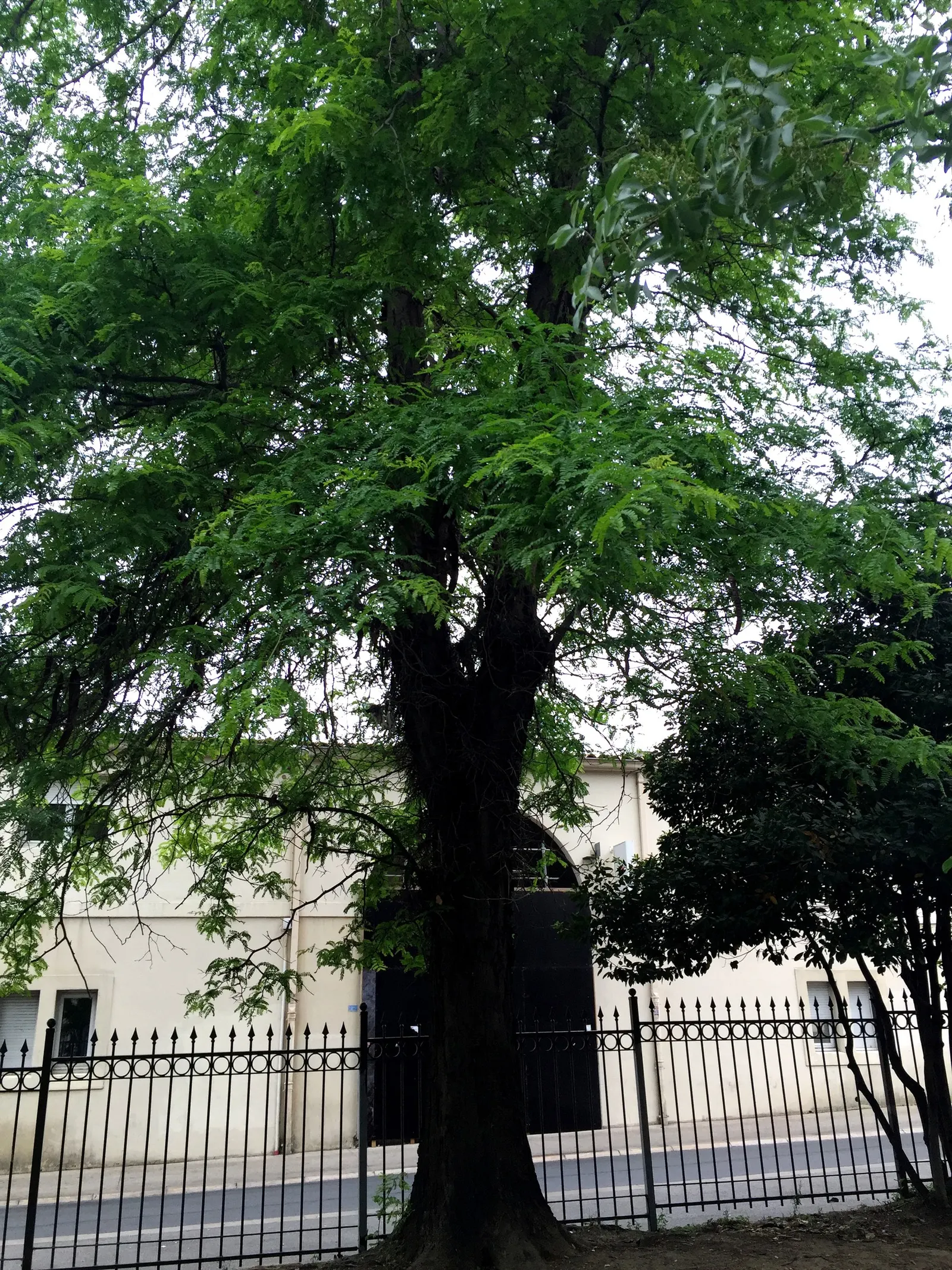 Honey Locust (Gleditsia Triacanthos Inermis) — 'Gleditsia triacanthos inermis,' is a fast-growing deciduous tree reaching 30-70 feet tall; featuring fragrant
