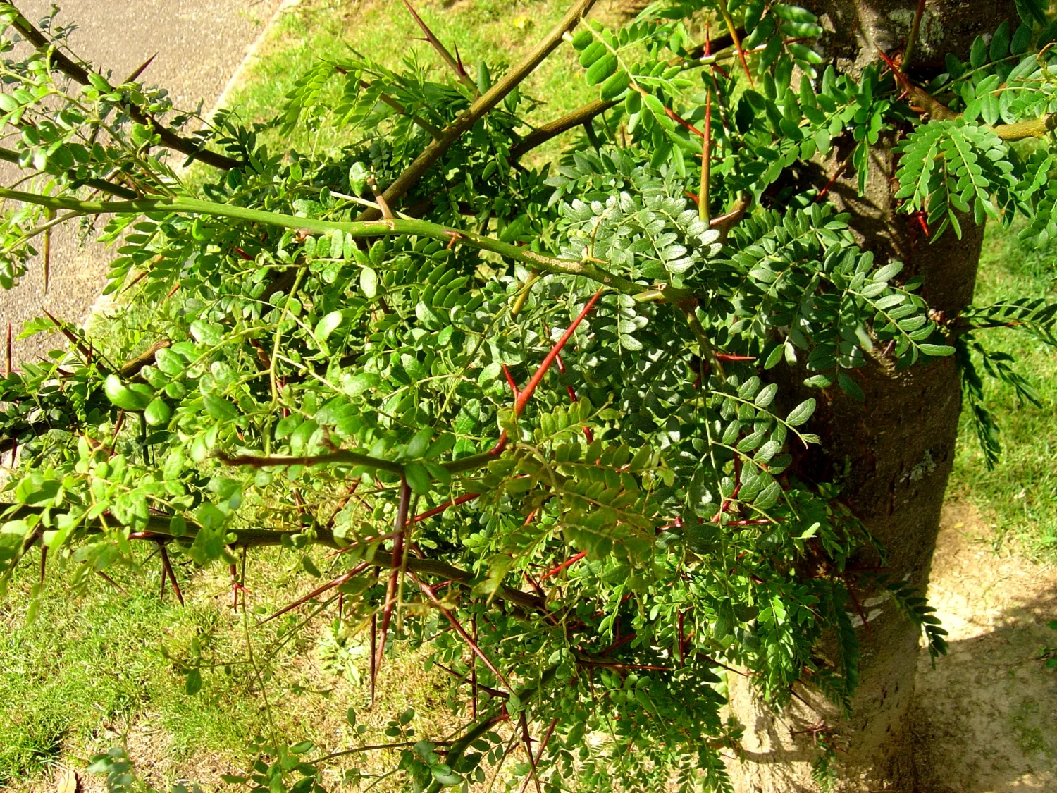 Honey Locust (Gleditsia Triacanthos Inermis) — adding seasonal interest to any landscape design.<br><br>This cultivar 'inermis' is essentially thornless