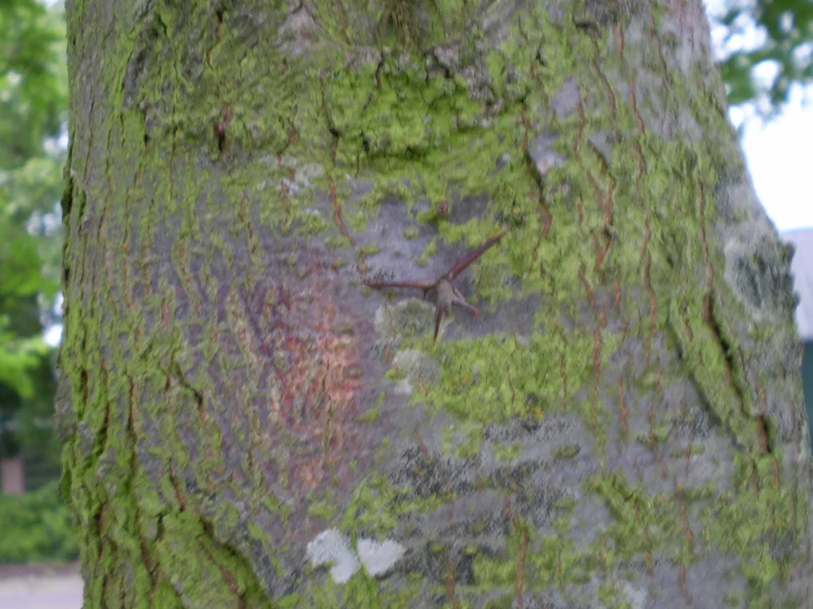 Honey Locust (Gleditsia Triacanthos Inermis) — though they are often inconspicuous; which allows turf and other plantings to thrive beneath it, image 102