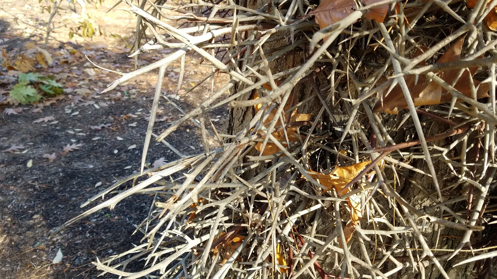 Honey Locust (Gleditsia Triacanthos Inermis) — offering seasonal interest in residential or urban landscapes; scientifically referred to as, image 83