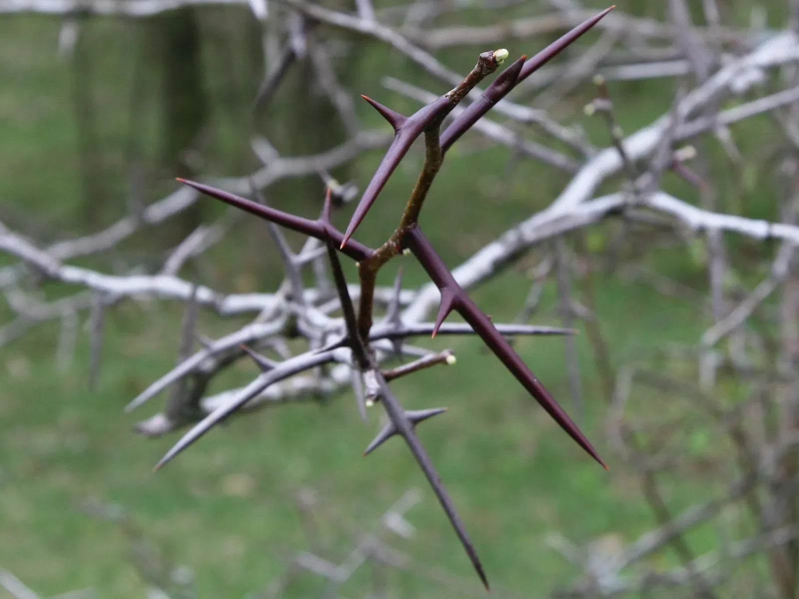 Honey Locust (Gleditsia Triacanthos Inermis) — distinguishing it from the species typically armed with formidable thorns; bipinnate leaves are a, image 91