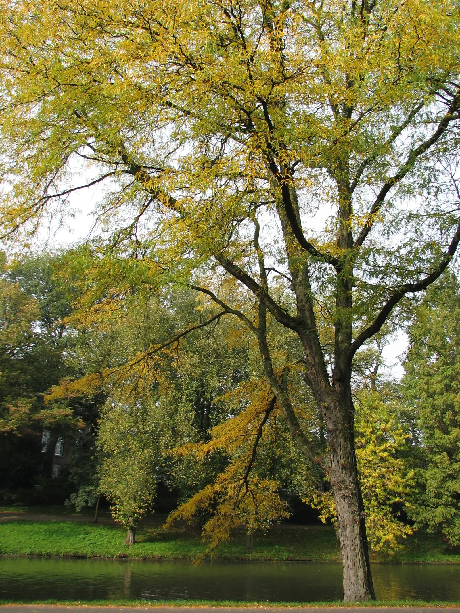 Honey Locust (Gleditsia Triacanthos Inermis) — This low-maintenance species thrives in full sun and tolerates various soil types