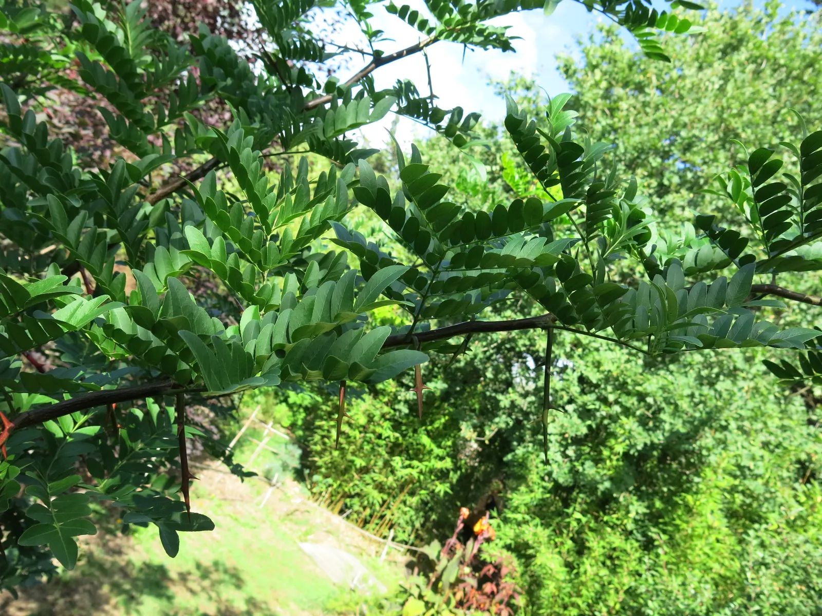 Honey Locust (Gleditsia Triacanthos Inermis) — making it a low-maintenance option.<br><br>Tiny; the tree requires minimal care, image 74