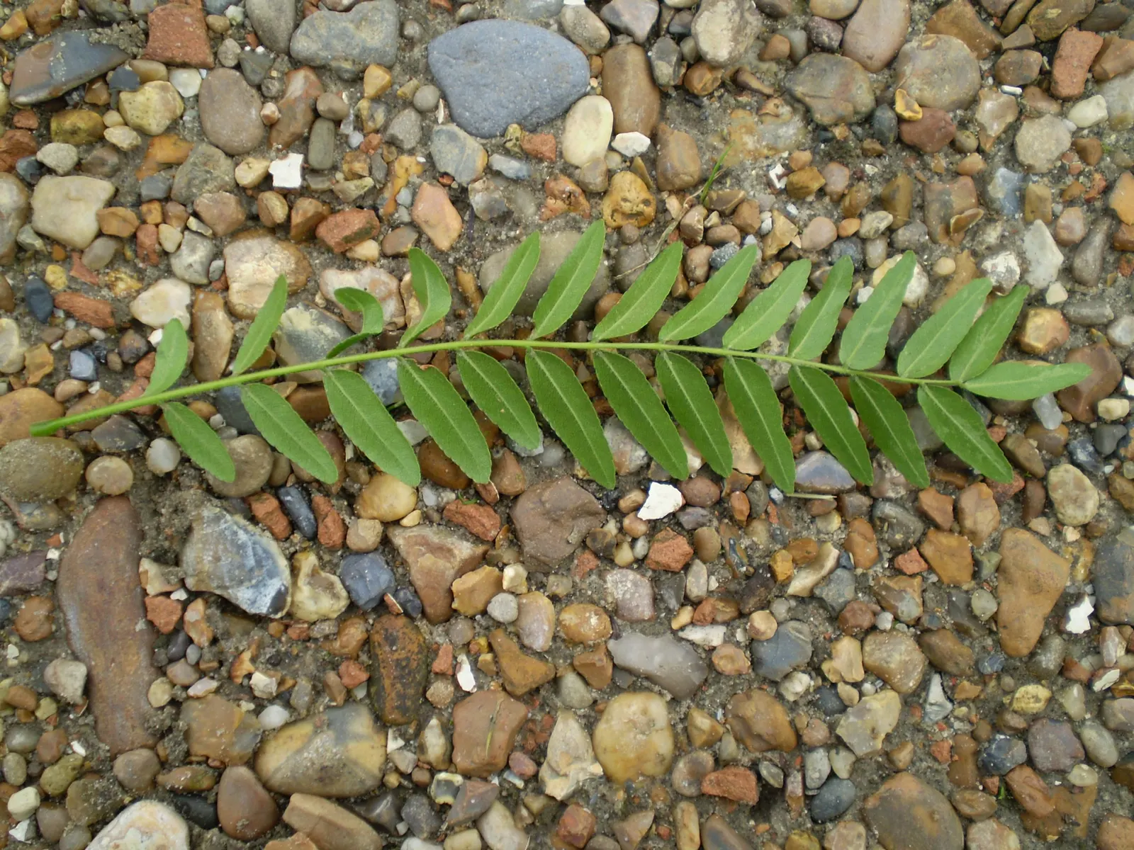 Honey Locust (Gleditsia Triacanthos Inermis) — scientifically referred to as Gleditsia triacanthos inermis; distinguishing it from the species, image 58