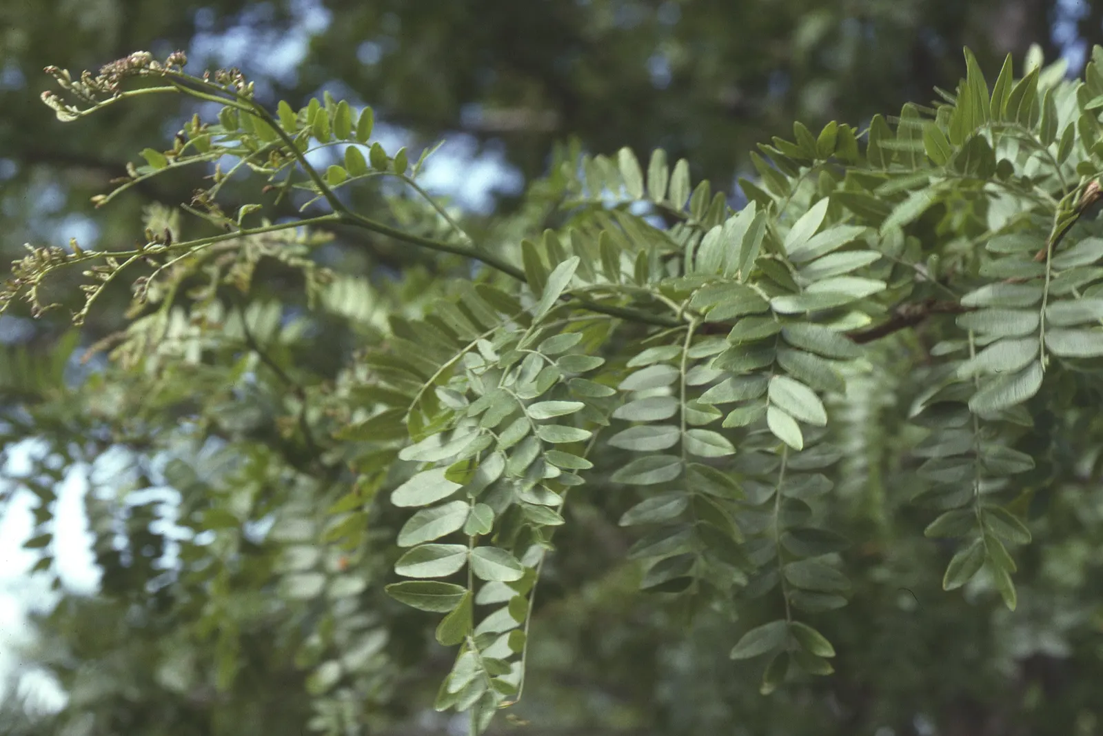 Honey Locust (Gleditsia Triacanthos Inermis) — 'Gleditsia triacanthos inermis,' is a fast-growing deciduous tree reaching 30-70 feet tall, image 105