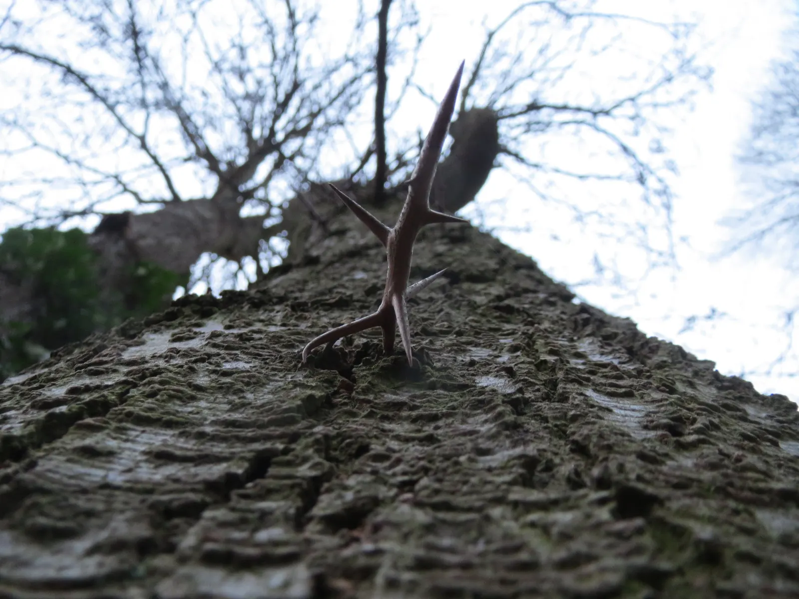 Honey Locust (Gleditsia Triacanthos Inermis) — It boasts small leaflets that create dappled shade and is generally thornless; the Honey Locust, image 107