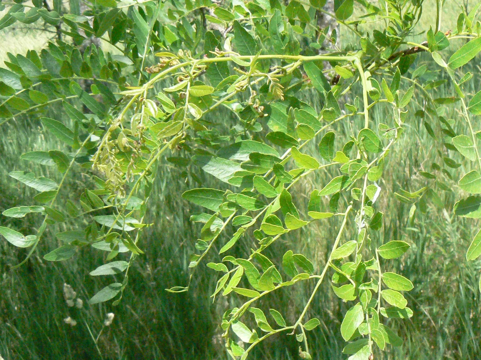 Honey Locust (Gleditsia Triacanthos Inermis) — maintaining a generally rounded form