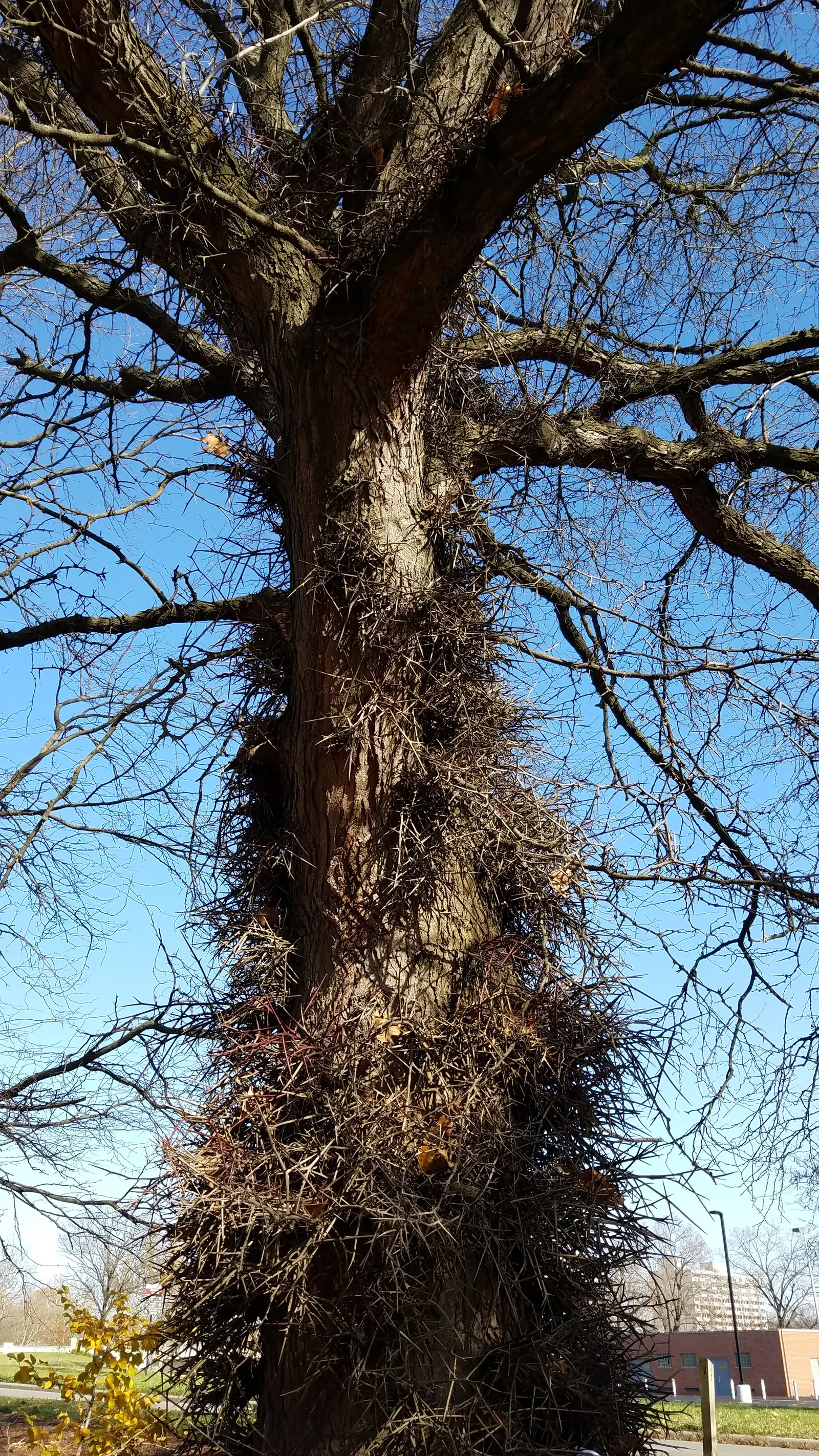 Honey Locust (Gleditsia Triacanthos Inermis) — the Honey Locust tolerates a diverse range of soil conditions including acidic; but it thrives in, image 96