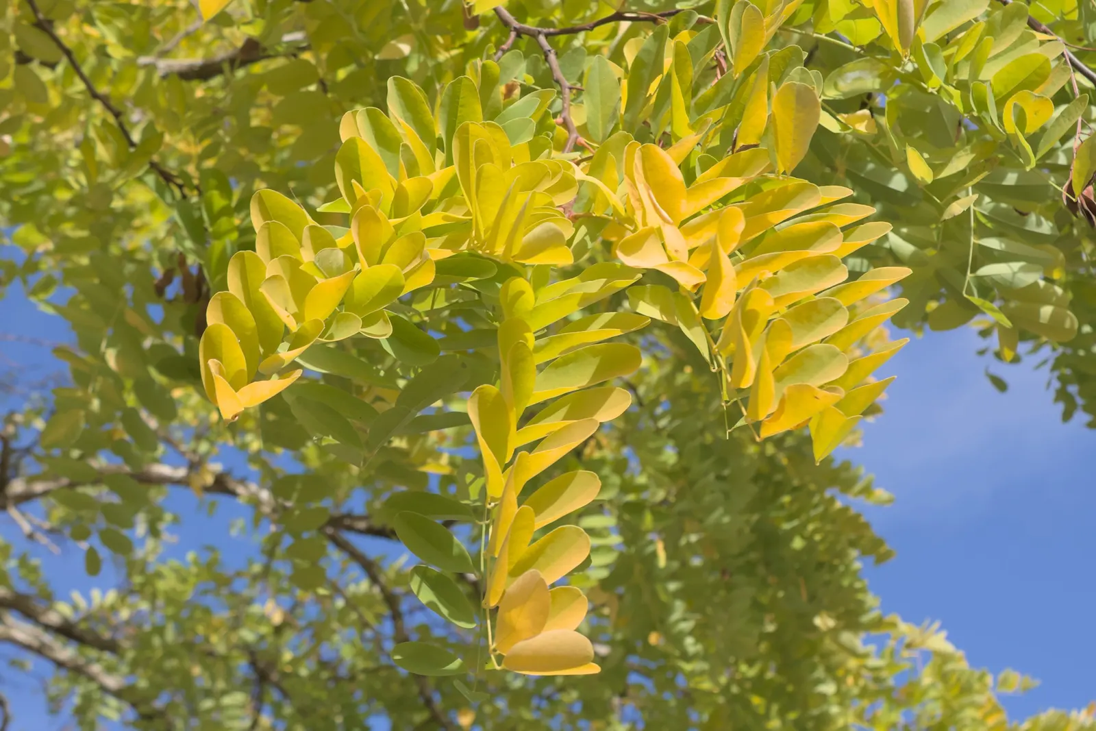 Honey Locust (Gleditsia Triacanthos Inermis) — adding seasonal interest to any landscape design.<br><br>This cultivar 'inermis' is essentially, image 64