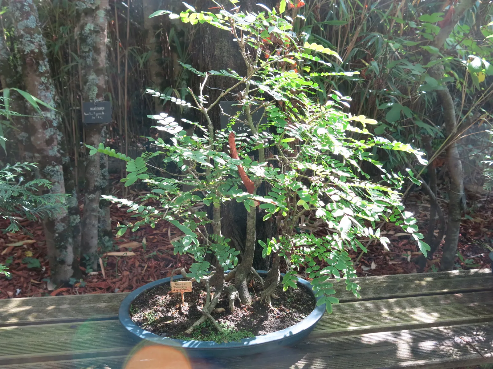 Honey Locust (Gleditsia Triacanthos Inermis) — open canopy and filtered shade; 'Gleditsia triacanthos inermis,' is a fast-growing deciduous tree, image 86