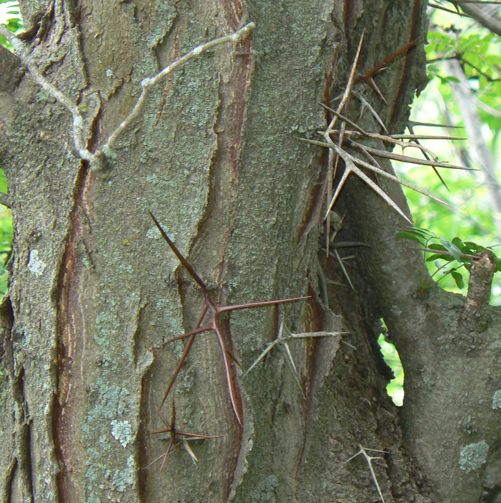 Honey Locust (Gleditsia Triacanthos Inermis) — frequently increasing in height by more than 24 inches annually.<br><br>Adaptable and resilient, image 95