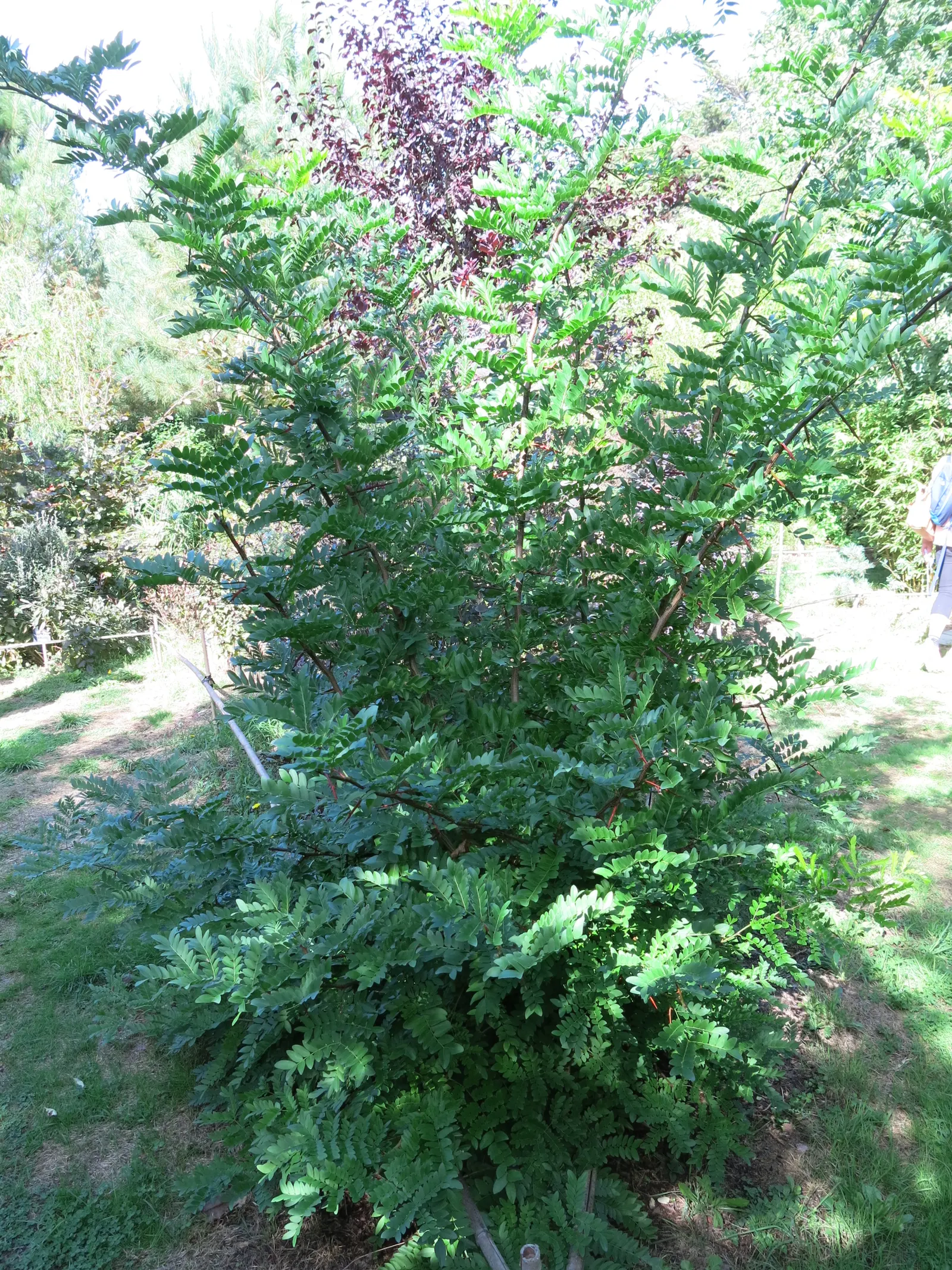 Honey Locust (Gleditsia Triacanthos Inermis) — tree for full or half; greenish-yellow flowers bloom in late spring, image 78