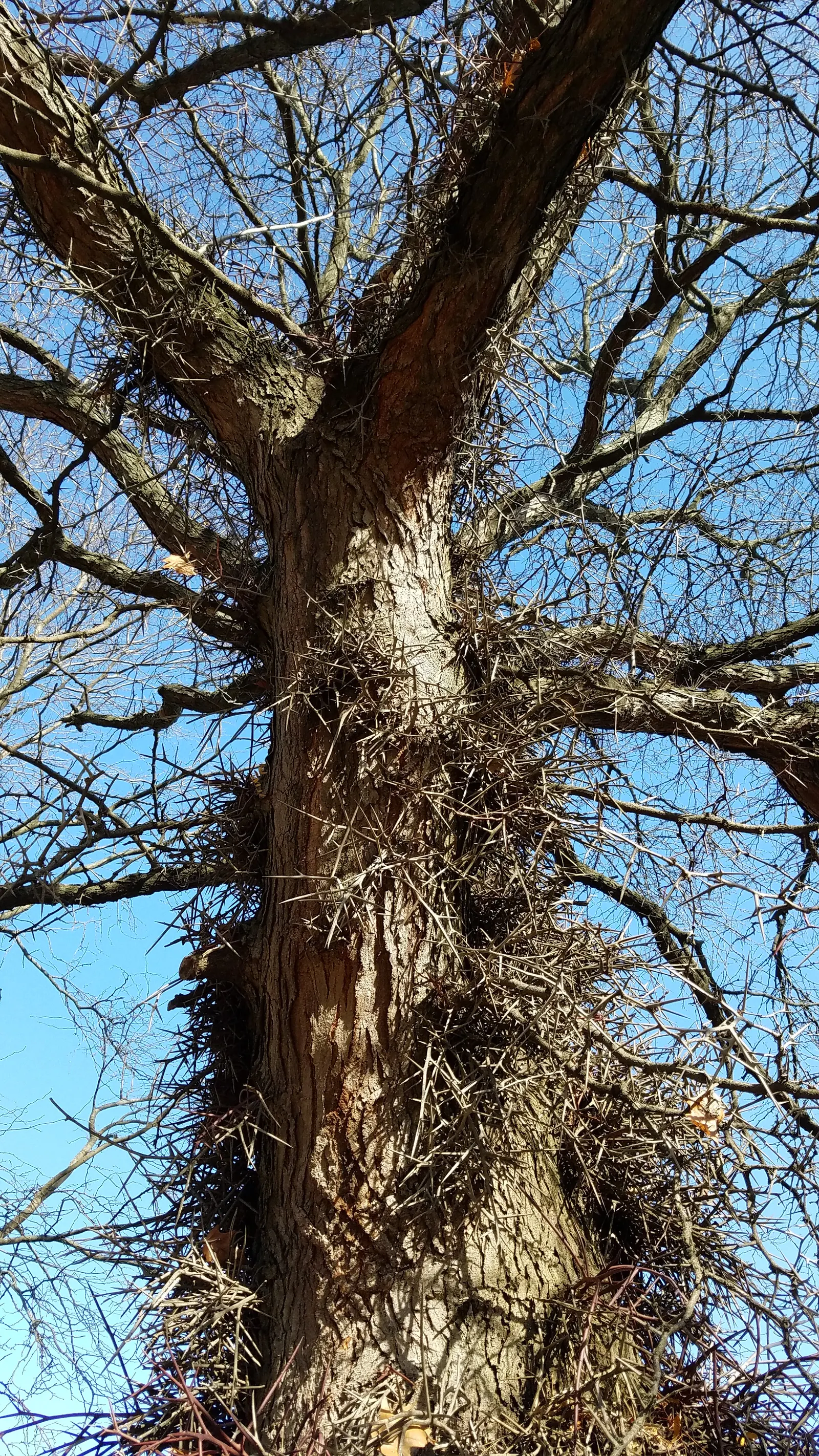 Honey Locust (Gleditsia Triacanthos Inermis) — adding seasonal interest to any landscape design.<br><br>This cultivar 'inermis' is essentially, image 90