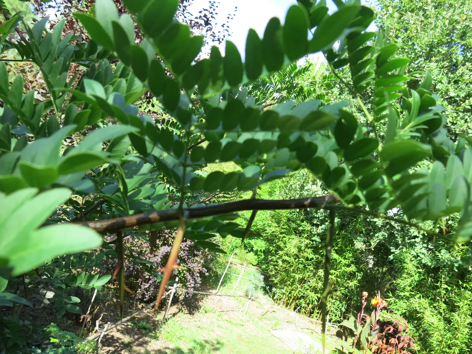 Honey Locust (Gleditsia Triacanthos Inermis) — distinguishing it from the species typically armed with formidable thorns; bipinnate leaves are a, image 65