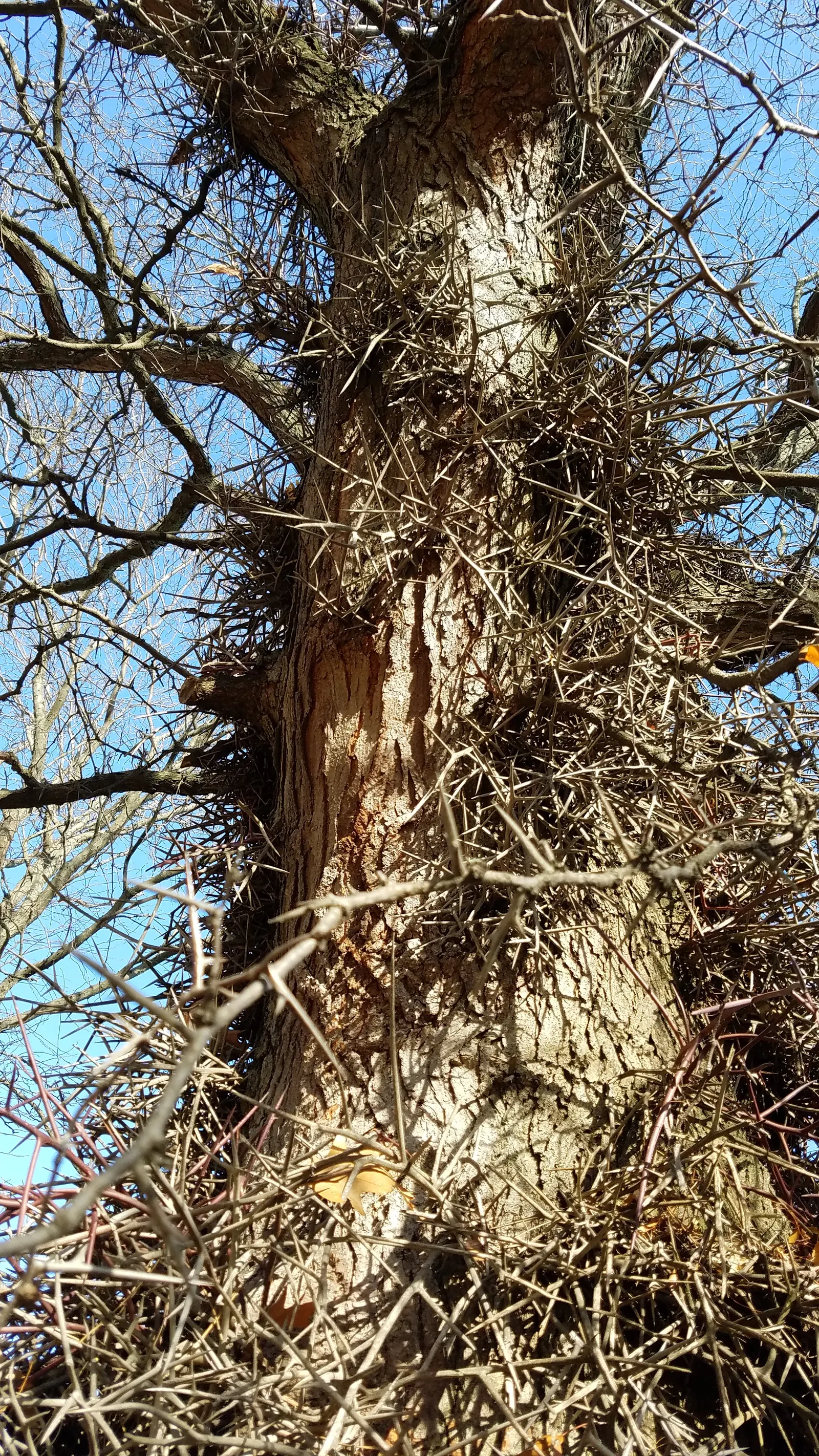Honey Locust (Gleditsia Triacanthos Inermis) — but it thrives in full sun to partial shade; tree for full or half, image 71