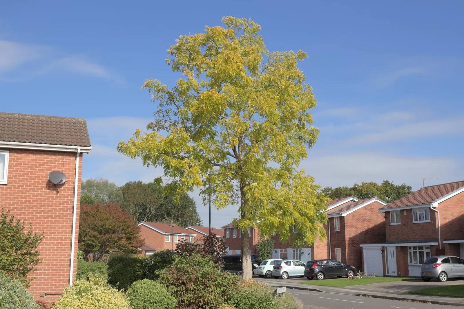 Honey Locust (Gleditsia Triacanthos Inermis) — the tree requires minimal care; the tree reaches a mature height of 30 to 70 feet, image 73