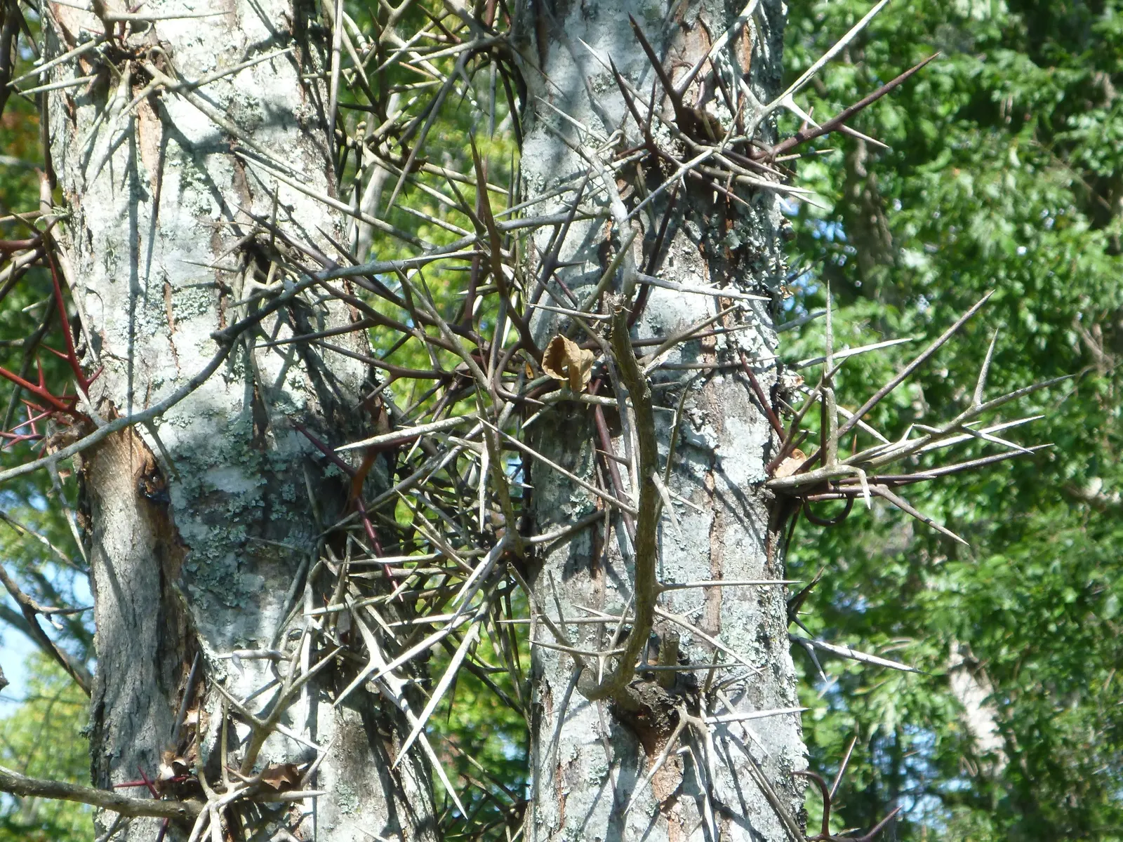 Honey Locust (Gleditsia Triacanthos Inermis) — This low-maintenance species thrives in full sun and tolerates various soil types; turning a, image 54