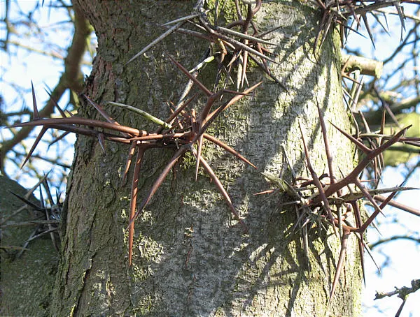 Honey Locust (Gleditsia Triacanthos Inermis) — This low-maintenance species thrives in full sun and tolerates various soil types; turning a striking yellow in